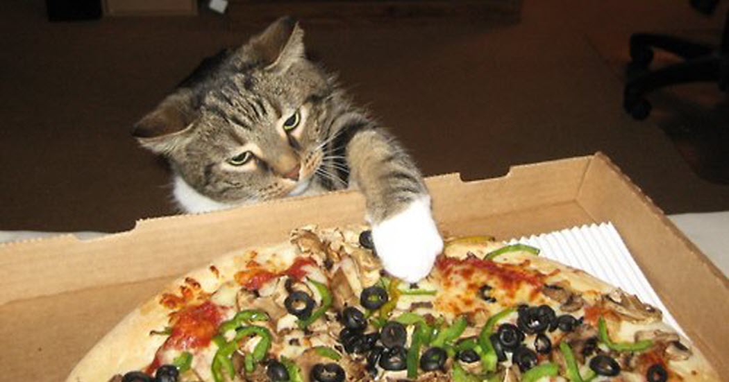 jelly cat pizza