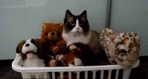 funny looking stuffed animals