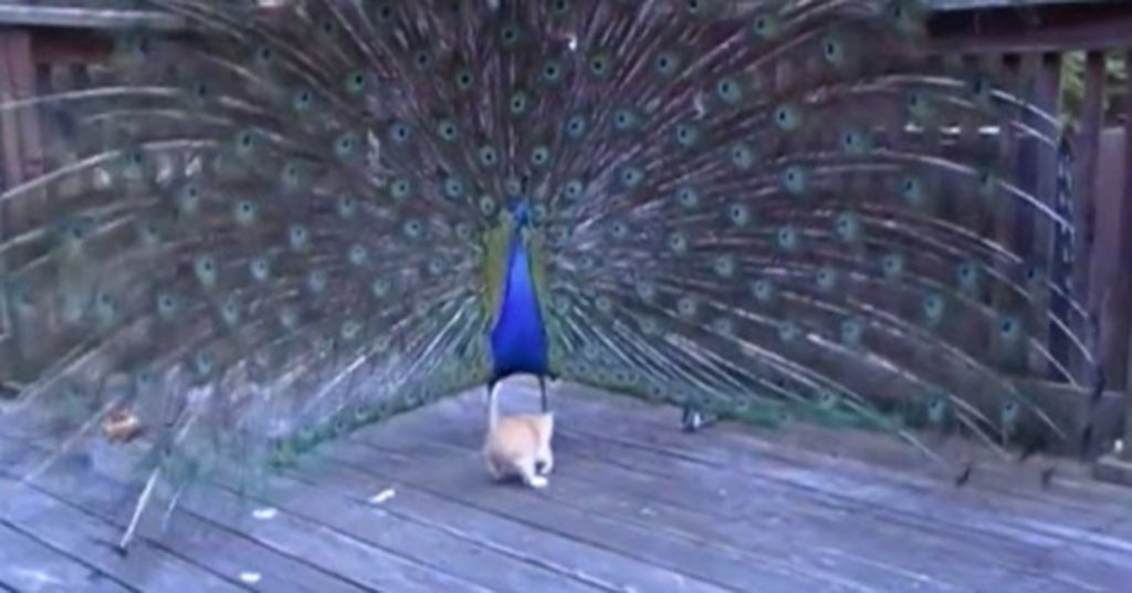 jelly cat peacock