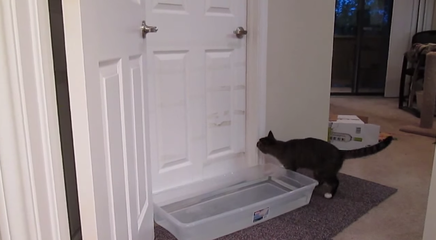 My brother’s cat learned to open doors. Nowhere is safe. – Funny Cats ...