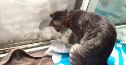 This Kitten Makes His Own Igloo in a Snowdrift