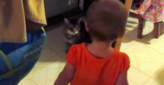 Toddler and Pussy Cat Have The Most Interesting Conversation
