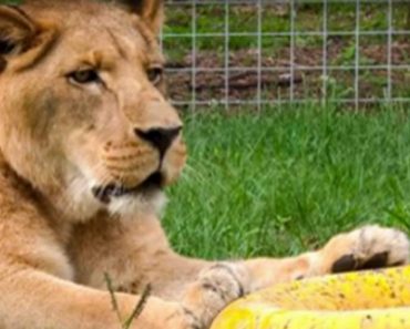 Lion Gets Overexcited When His Favourite Toy Is Replaced
