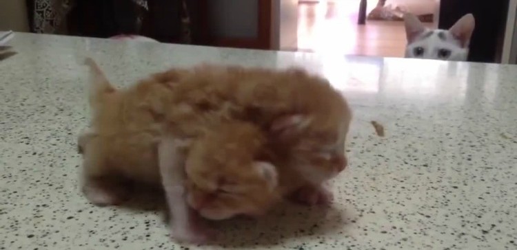 Mummy Cat Decides To Entertain Her Kittens, Hilarious