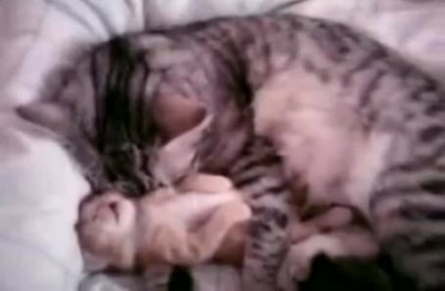 Cat Hugs Her Kitten To Calm Her From A Nightmare
