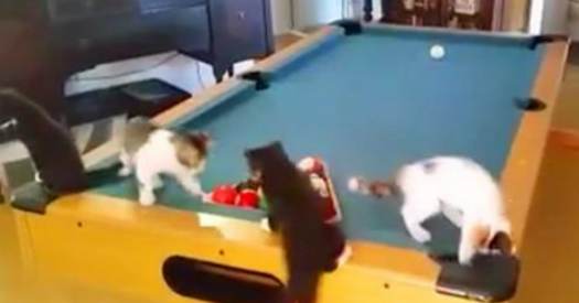These Mad Little Kittens Are Having A Ball