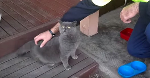 This Cat Laughs Like Crazy When His Owners Tickle Him