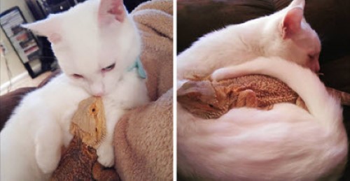 Cat and Dragon Are BFFs and Love to Cuddle