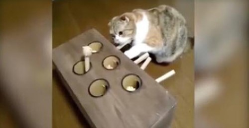 Confused Cat Plays an Amusing Game of Whack-a-Mole