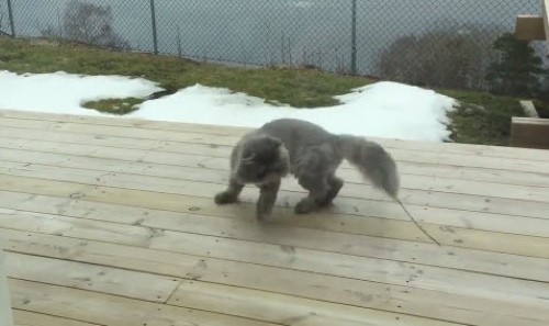 Cat Freaks out over Twig in His Tail