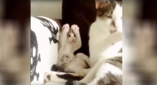 Kitten Imitates Her Mother Perfectly