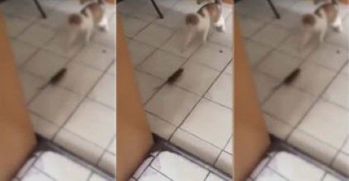 Bully Rat Chases Cat around the House