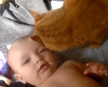 Cats Love Babies Compilation Video Will Tug at the Heartstrings