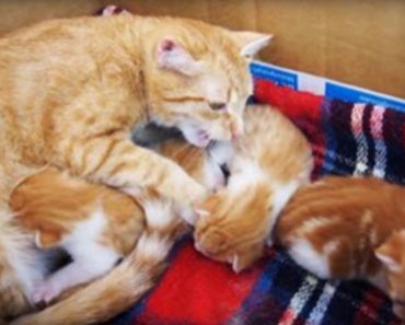 A Mother Cat Talks to Her Kittens