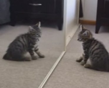 Kittens See and Do Things for the First Time