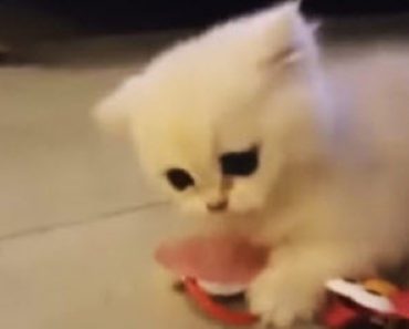 Watch This Adorable Cat Play with a Pacifier