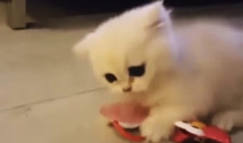 Watch This Adorable Cat Play with a Pacifier – Funny Cats Gallery