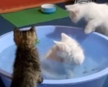 These Kittens Have a Priceless Reaction to a Tub of Water