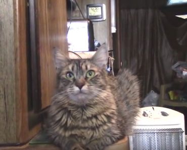 He Talks to His Cat but He Gets an Unusual Reaction