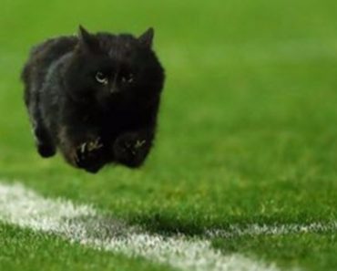 Black Cat Takes Over A Rugby Field