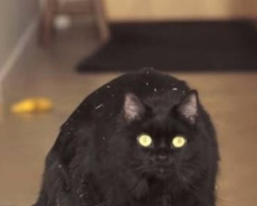 This Cat Shows All Of The Classic Signs Of Addiction