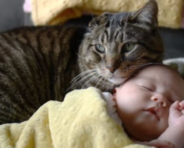 Cat Watches Over A Sleeping Baby