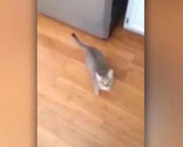 This Cat Really Hates It When Her Own Owner Sings