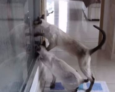 Siamese Cats Stressed out over Mom Taking Shower