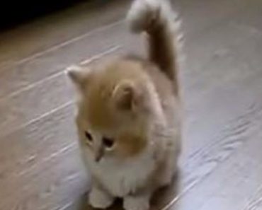 This Adorable Fluffy Kitten Is So Cute!