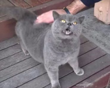 Cat Has Amazing Reaction To Being Petted – Especially When He Hit The “Sweet Spot”