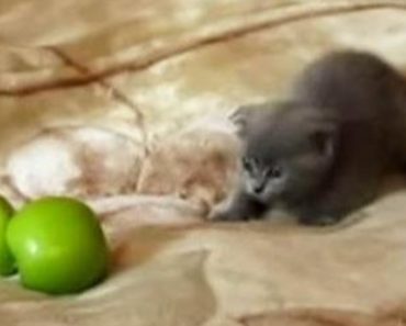A Cat Comes Up Against Some Scary Green Apples And An Epic Battle Ensues