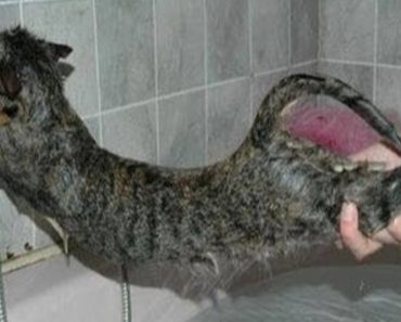These Cats Just Don’t Want To Take A Bath And It’s The Funniest Thing EVER