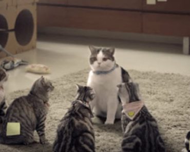 Humourous Advert Shows Just How Gangster Our Cats Can Be
