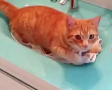 Taking Care Of Your Cat’s Teeth Can Be A Chore But This Cat LOVES His Toothbrush