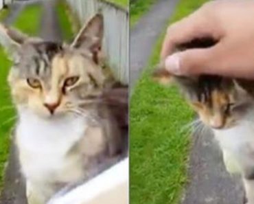 Cat Runs Down The Postman Every Day To Get Some Special Lovin’