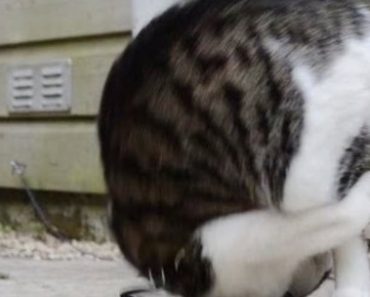 This Cat Learned How To Do Somersaults And Now She Won’t Stop Doing Them