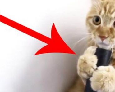 Most Cats Run From The Vacuum Cleaner But This Weird Cat Can’t Get Enough Of It