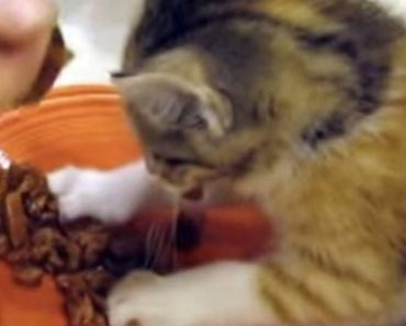Kitten Is Very Protective Of Her Food And Won’t Let The Owner Anywhere Near It