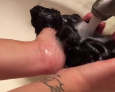 Rescued Kitten Discovers There Is Nothing Better Than A Nice, Relaxing Bath