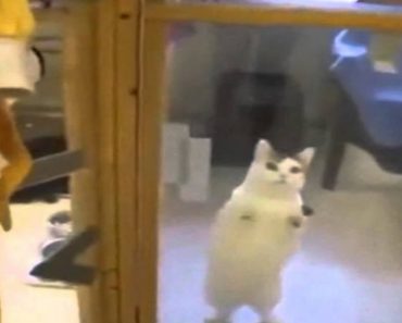 A Shelter Cat Sees His Favourite Human And Has The Most Adorable Reaction