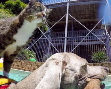 Sweet Cat Jumps Into The Pool And Surfs On Her Dog Friend’s Back