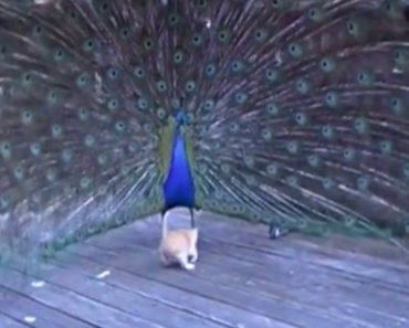 A Peacock Wanders Onto The Porch And Teases This Adorable Kitten