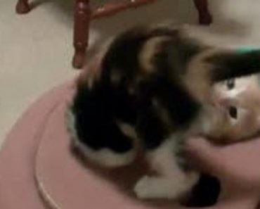 Tiny Kittens Get A New Toy And Have The Most Adorable Reaction