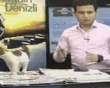 A Stray Kitten Shows Up In The Studio And Surprises Everyone On Live TV