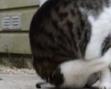 A Cat Does A Somersault And Now She Can’t Stop Doing Them