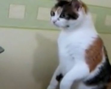 A Cat Has The Most Hilarious Reaction To Watching A Printer Feed Paper