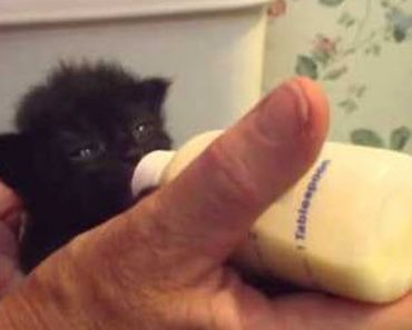A Kitten Learns To Take The Bottle – And She LOVES It!