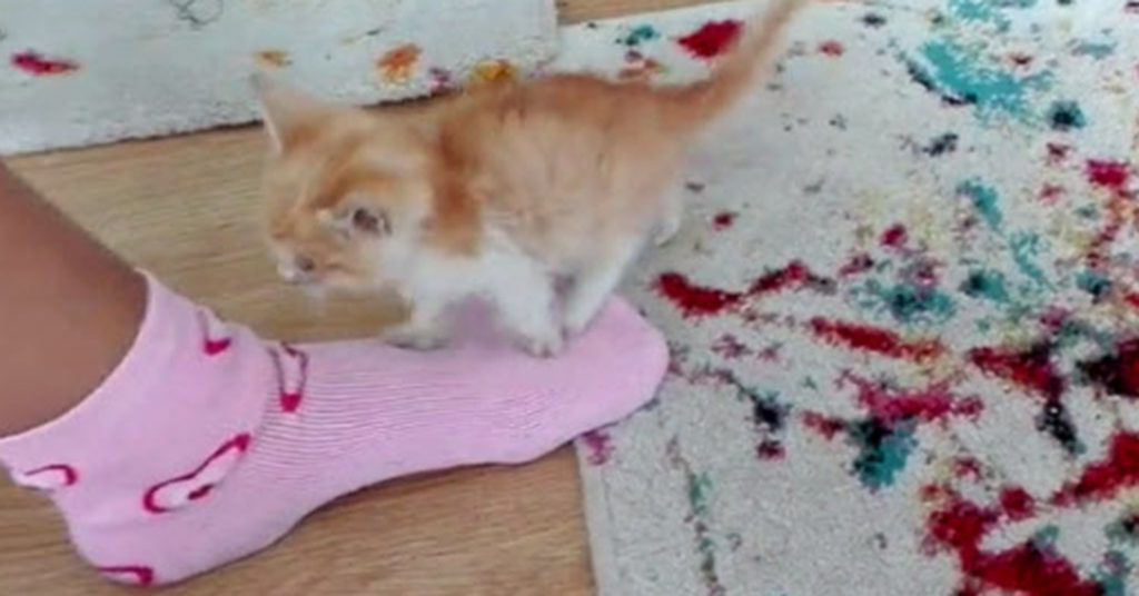 Adorable Kitten Wants Nothing More Than To Sleep On Her Human’s Foot