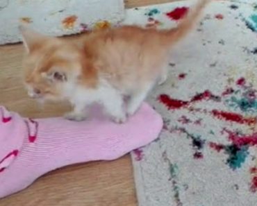 Adorable Kitten Wants Nothing More Than To Sleep On Her Human’s Foot