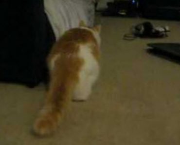 A Cat Wiggles Their Butt Before Pouncing: This Is Why